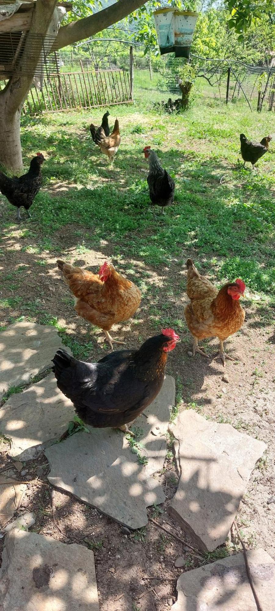 Country Home Genesi 20 Min From Trikala Екстериор снимка